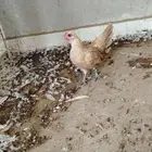 زوج دجاجه سبرايت كريمي