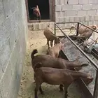 خرفان ورخال وعنقان
