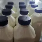 لبن ماعز طبيعي صنع منزلي