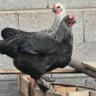 دجاج للبيع . 4دجاج وديكين