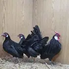 دجاج روز من انتاج خوارج