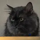 قط للتبني عمرة سنتين