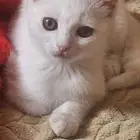 قطه للتبني صغيره لونها أبيض ..خميس مشيط
