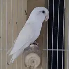 روز ألبينو ذكر عيون حمر