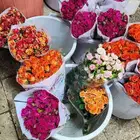 ورد طبيعي بالجمله 3 ريال