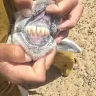 Ewe