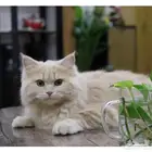 قطه شيرازي