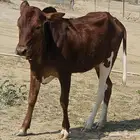 خبشه العمر سنه