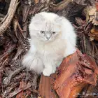 قطة شرازي هملايا للتبني في الرياض (حي العارض)