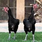 دجاج فارسي