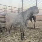 تيس مطور جرم وشعره ناهيه