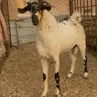 فحل كايف وزين بيشي للبيع