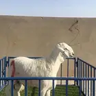 مشروع حري فااخر ( تم البيع )
