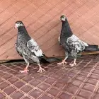 طبات تبدي بيور