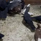 حمام شامي كش