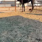 ضروبه كفو جدا