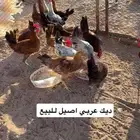 ديوك عربيه أصيله للبيع