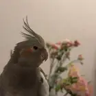 انثى كروان للبيع