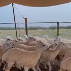 رخال حريه طيبه ونضيفه