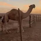 بعير كحيلاني الاصل