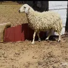نعجه حايل