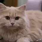 قطه شيرازي لون مميز