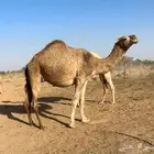 لقحه رباع حمرا