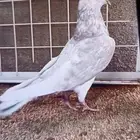 حمام باكستاني