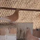 حمام كرواني