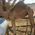 بكره العمر سبعه اشهر