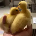 بط صوص صغير