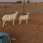 شاه والد ودافع ثلاث شهور سونار