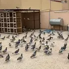 حمام زاجل صيد