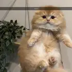 قطط سكوتش فولد للبيع