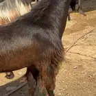 تيس فحل قبرصي ادهم