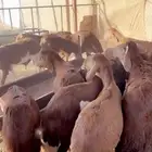 يوجد سواكن مرابي