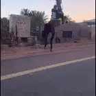 حصان شعبي طرب