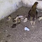 دجاج بلدي الموقع اثرب