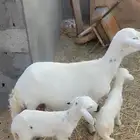 حريه رغوث