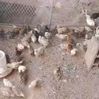 صيصان دجاج فيومي