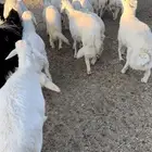 للبيع خرفان سمان ومغلقه شحم العدد 18 الموقع بيشة