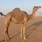 هجن بنت شاهين الصلف من هجن عامر الرفاده