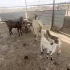 معزاء باكستانيات صنف تم البيع