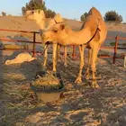 الخلفه الكفو