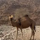بكرة