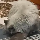 قط هملايا رمادي للبيع