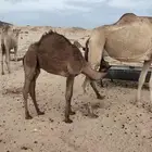 حاشي لباني على حليب امه