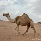لقحه طيبه