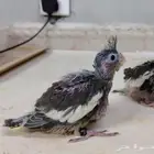 فروخ ببغاء كروان كوكتيل