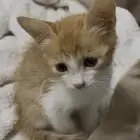 قطه انثى للتبني صغيره